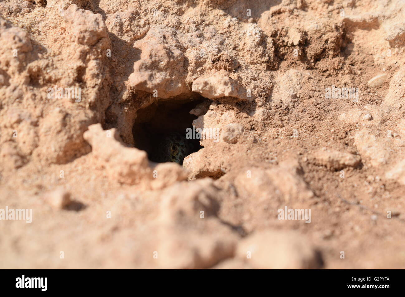 Podarcis Pityusensis Formenterae lizard hiding in nest hole Stock Photo