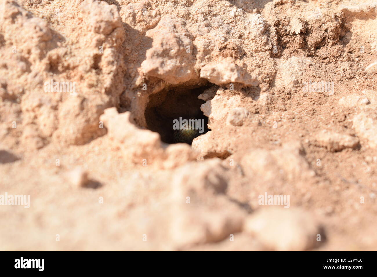 Looking down the nest of a hiding Podarcis Pityusensis Formenterae lizard Stock Photo