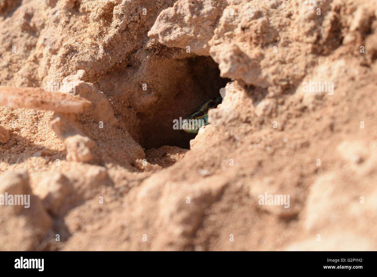 Podarcis pityusensis formenterae lizard looking out from nest in rock Stock Photo