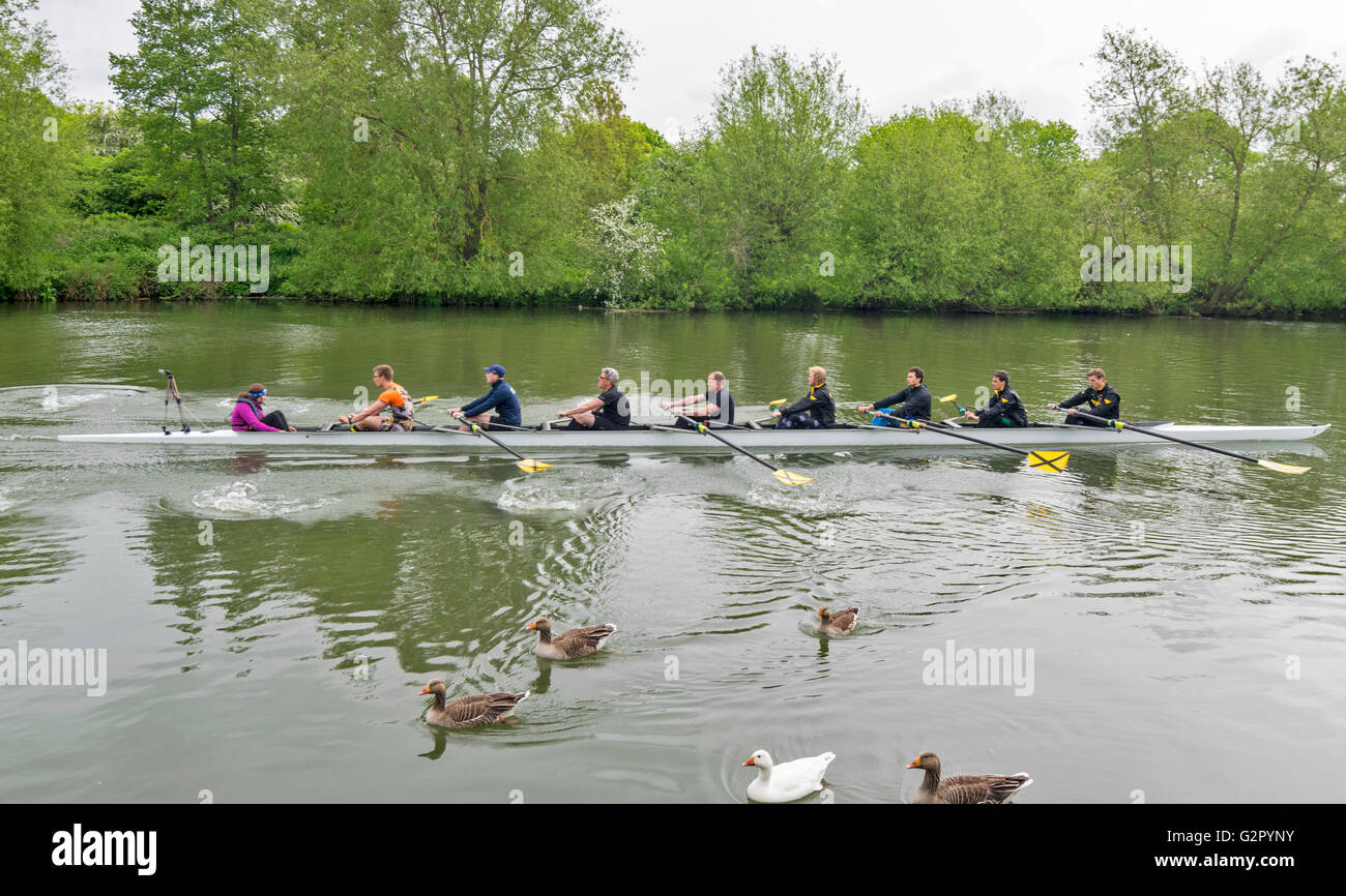OXFORD CITY  ROWING EIGHT AND BOAT ON THE RIVER THAMES WITH A FLOCK OF GEESE ON THE WATER Stock Photo