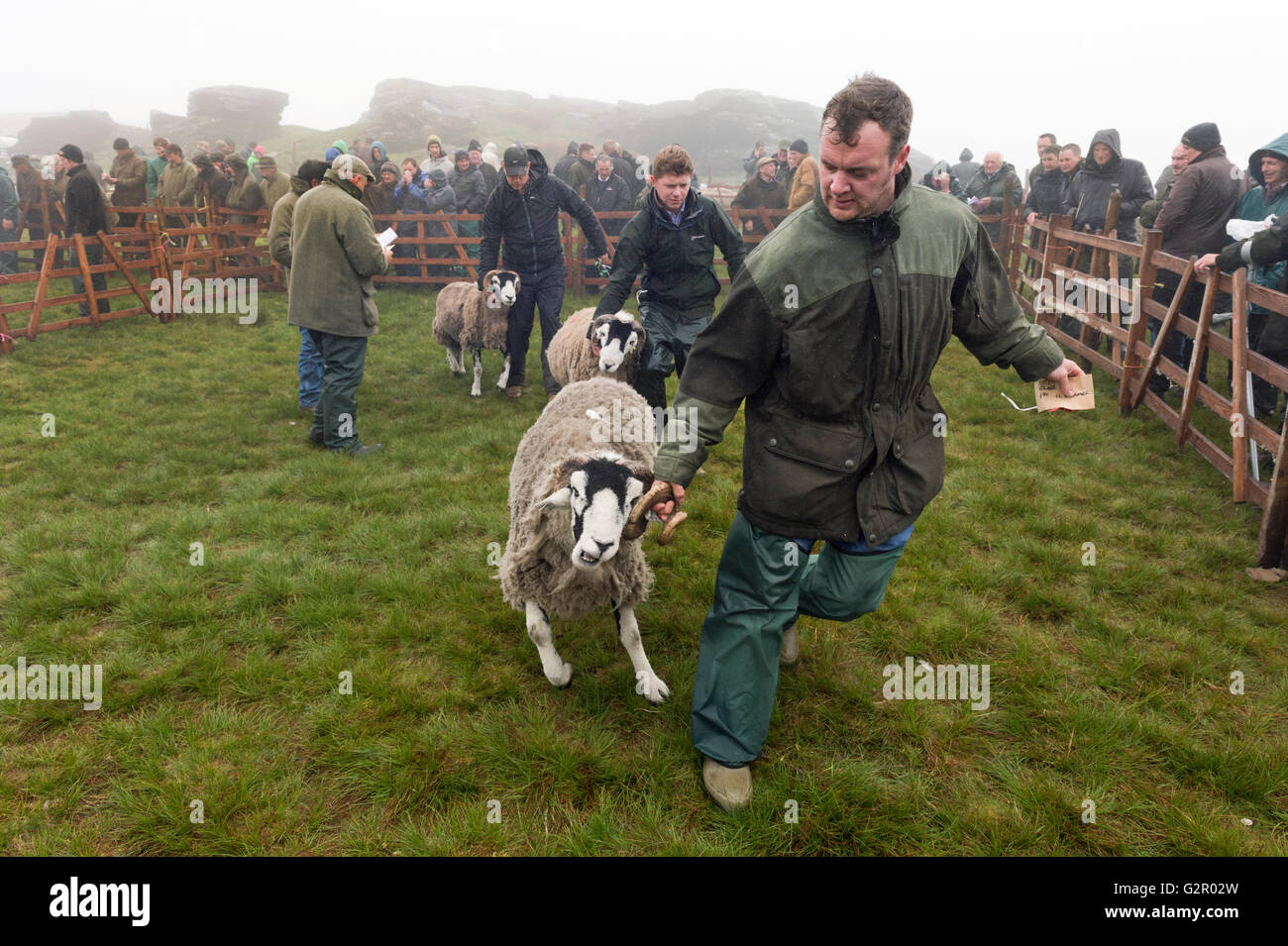 A winning competitor leaves the ring in The 63rd Tan Hill Open Swaledale Sheep Show 2016, Near Richmond, North Yorkshire, UK Stock Photo