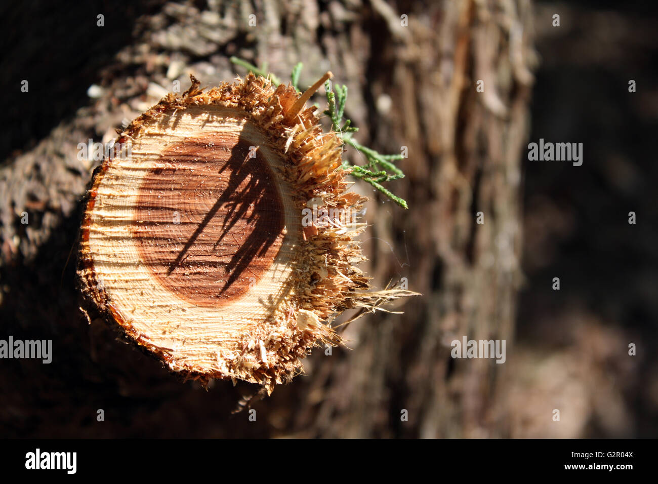 Cut Tree Branch Stock Photo Alamy