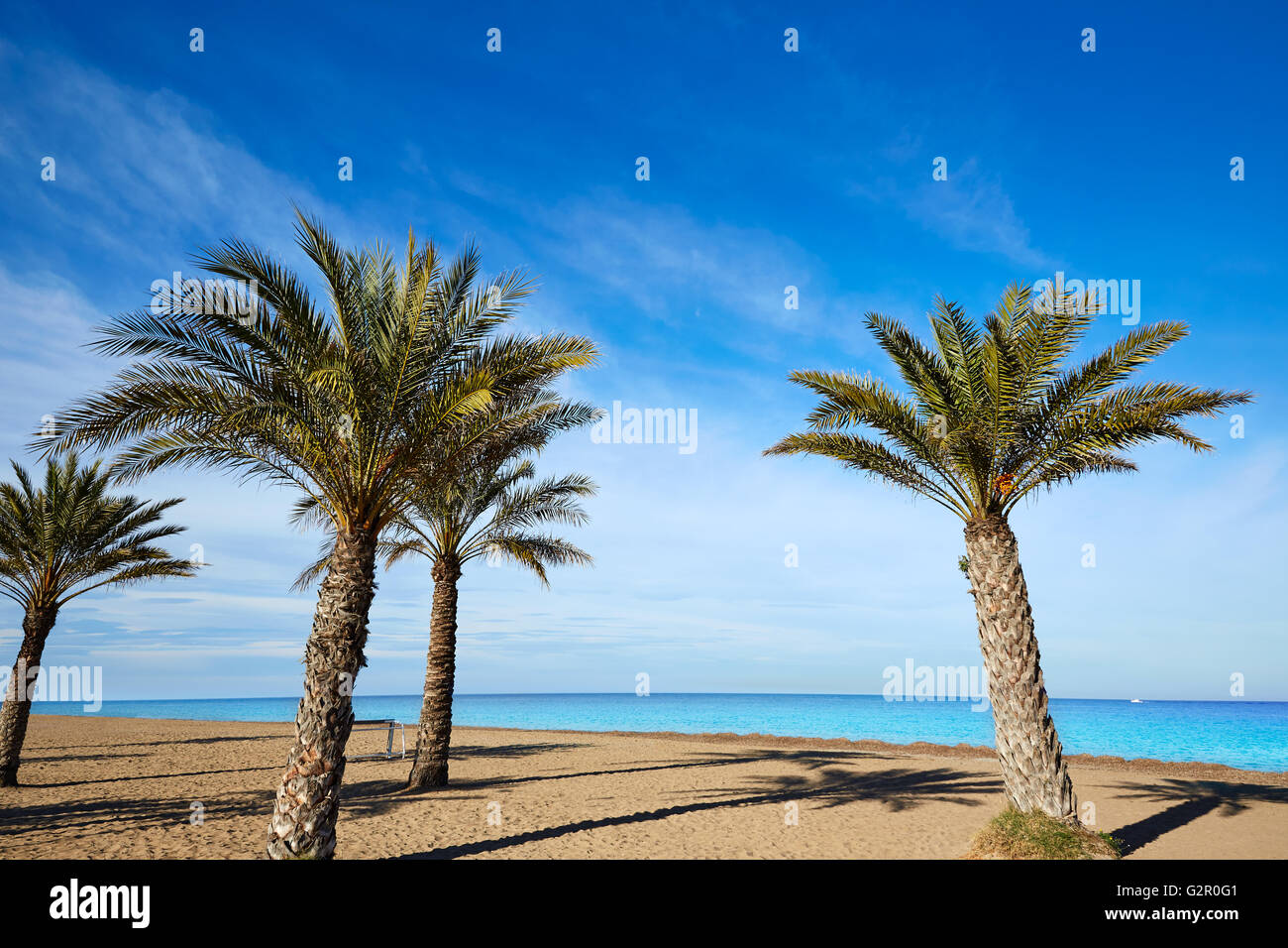 Denia Las Marinas beach palm trees in mediterranean Alicante of Spain Stock Photo