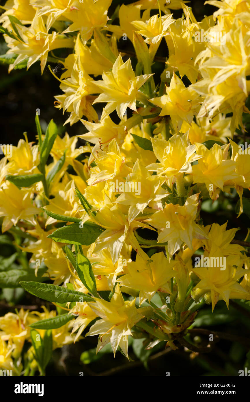 Scented, small double flowers of the Ghent Rustica hybrid Azalea, Rhododendron 'Narcissiflorum' Stock Photo