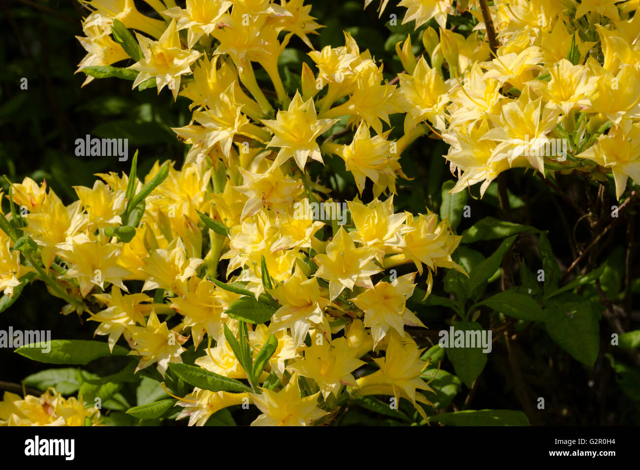 Scented, small double flowers of the Ghent Rustica hybrid Azalea, Rhododendron 'Narcissiflorum' Stock Photo