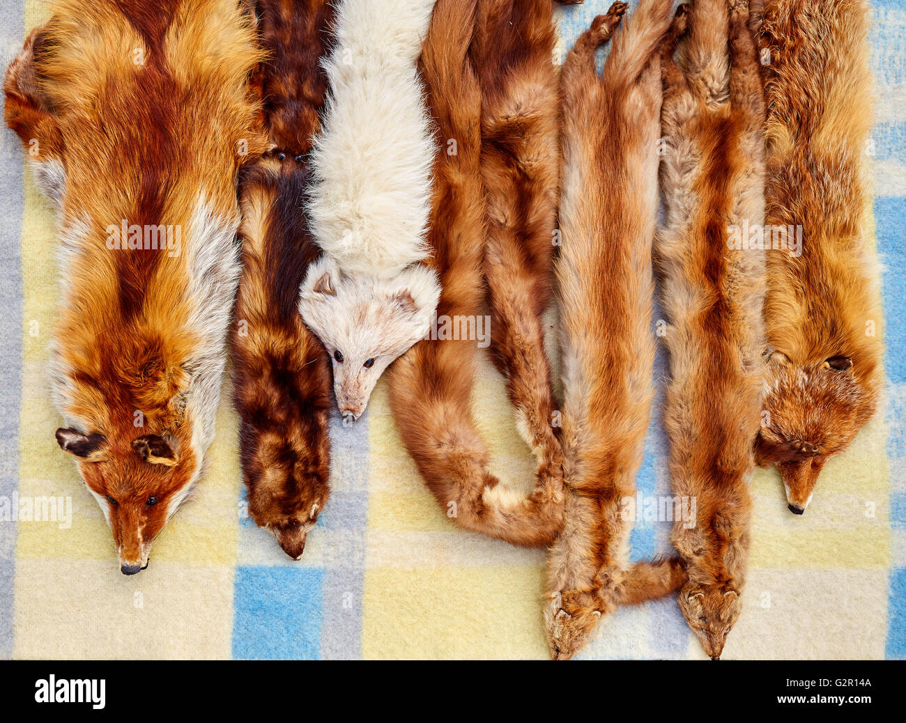 Fox animal real fur scarves at outdoor market in a row Stock Photo