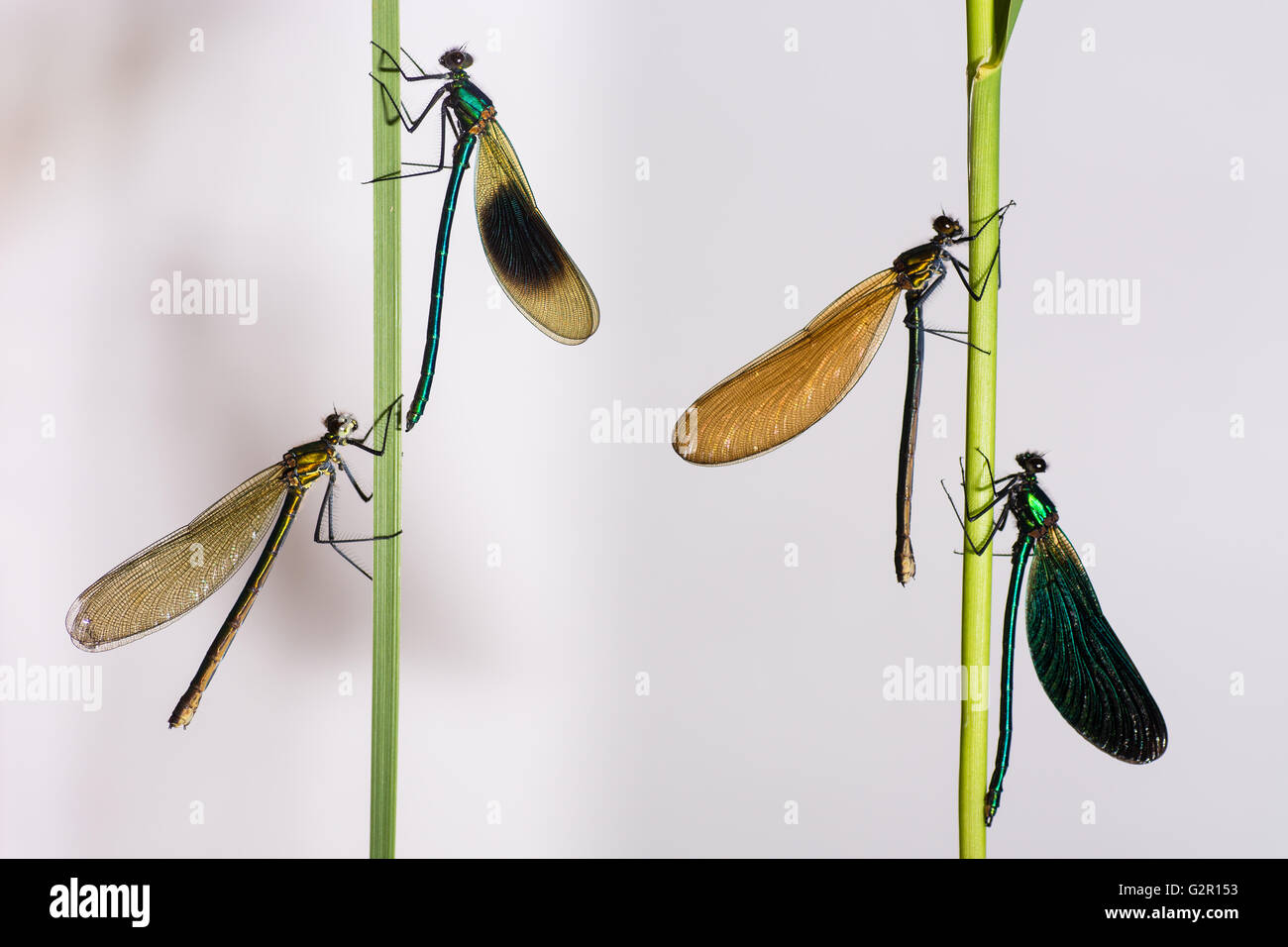 Banded and beautiful demoiselles (Calopteryx  splendens and C. virgo). Two species in family Calopterygidae, C. splendens left Stock Photo