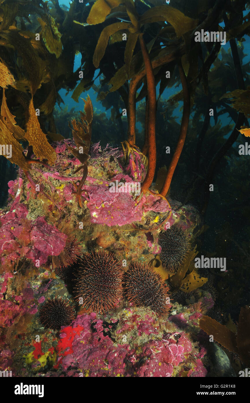 Common sea urchins under kelp canopy Stock Photo