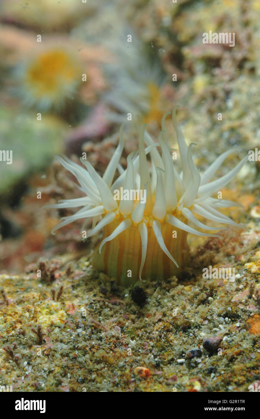 White tentacled anemone Stock Photo