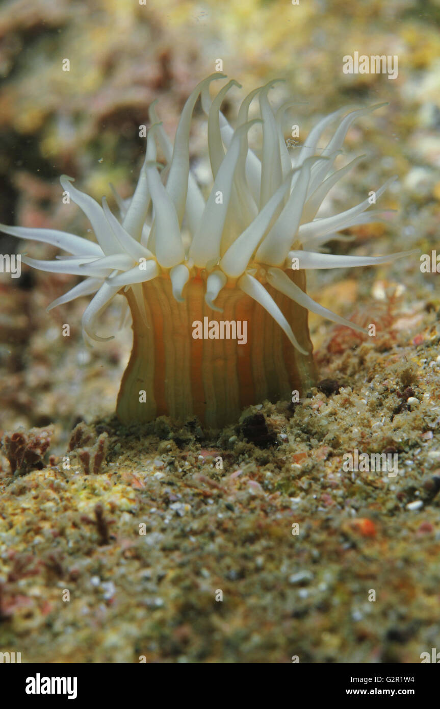 White tentacled anemone Stock Photo