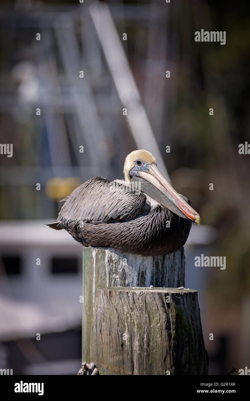 Pelican sitting on post in hi-res stock photography and images - Alamy