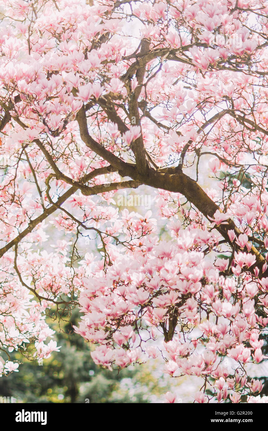 Beautiful magnolia tree in bloom with tender pink flowers Stock Photo ...
