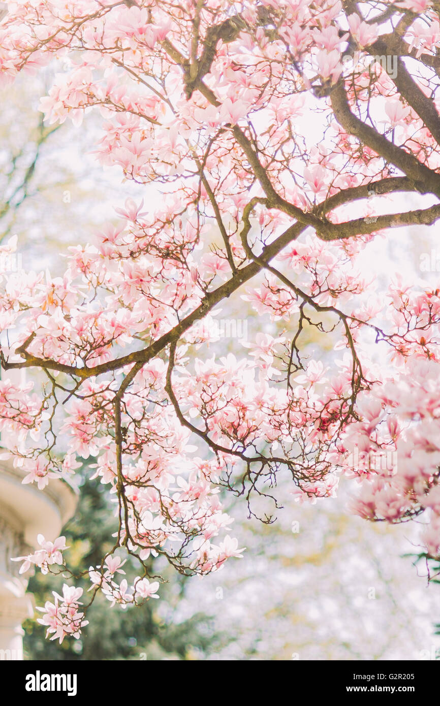 Magnolia abundant flowers hi-res stock photography and images - Alamy