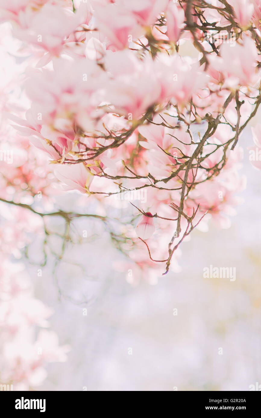 Branch of blossoming magnolia tree with tender pink flowers Stock Photo ...