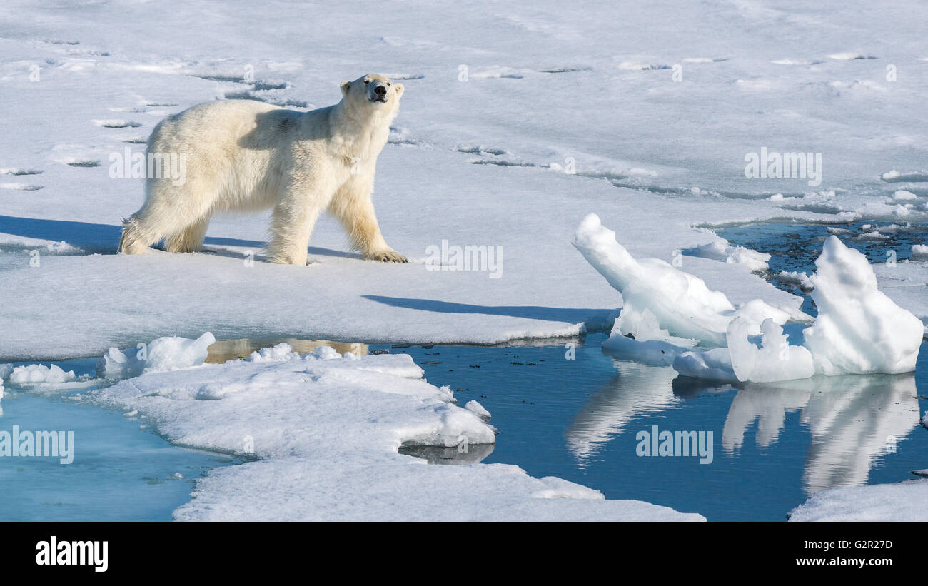 A polar bear Ursus arctos walking on sea ice in the Arctic Stock Photo