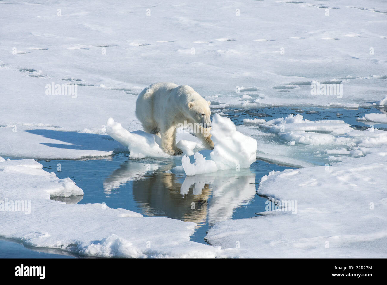 A polar bear Ursus arctos walking on sea ice in the Arctic Stock Photo