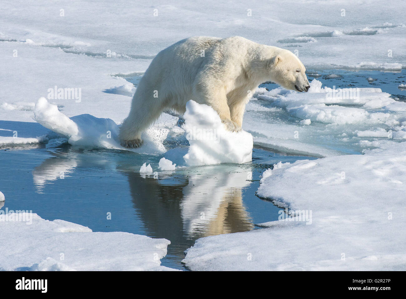 A polar bear Ursus arctos walking on sea ice in the Arctic Stock Photo