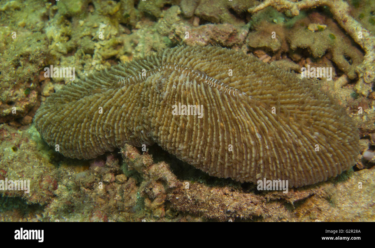 Mushroom coral, Herpolitha limax, from the Coral Triangle, South China Sea, Brunei Darussalam. Stock Photo