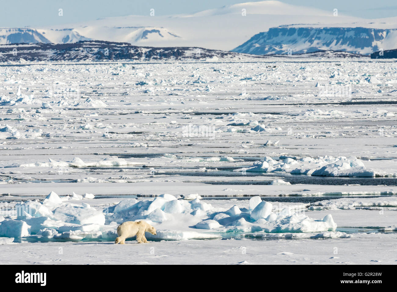 A polar bear Ursus arctos on melting sea ice in the Canadian Arctic Stock Photo