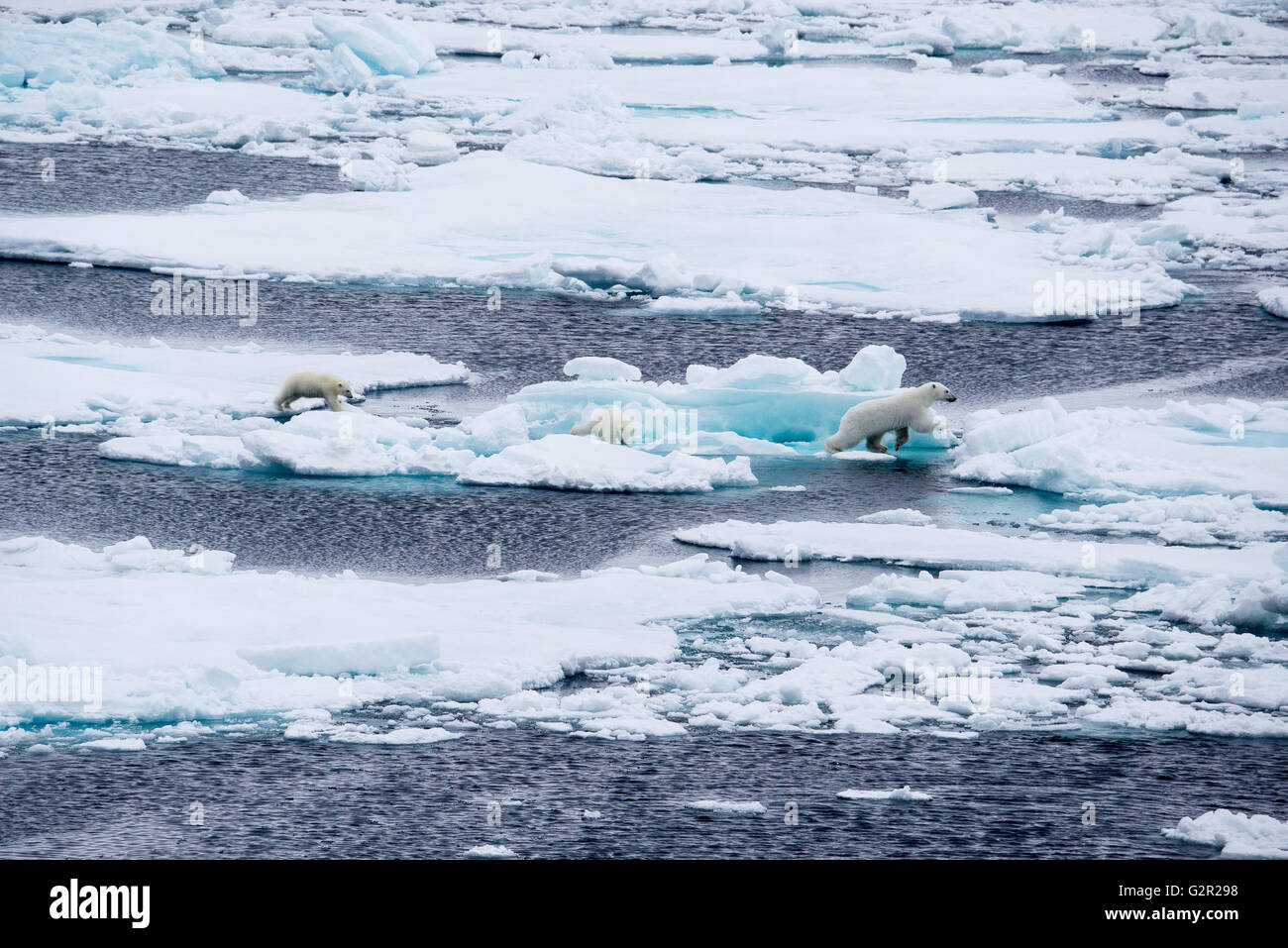 A polar bear mother and cubs Ursus arctos walking on melting sea ice in the Arctic Stock Photo