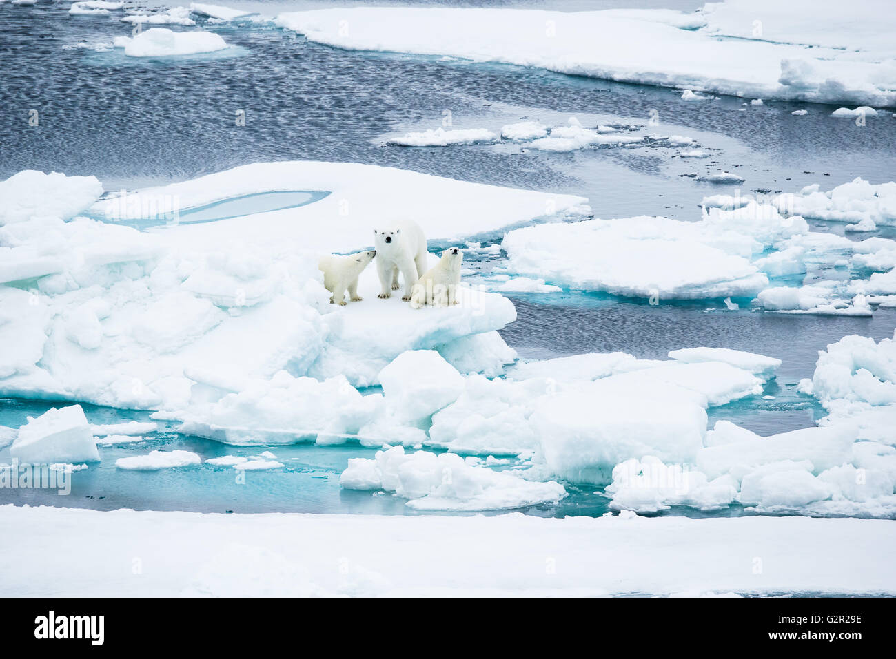 A polar bear mother and cubs Ursus arctos walking on melting sea ice in the Arctic Stock Photo