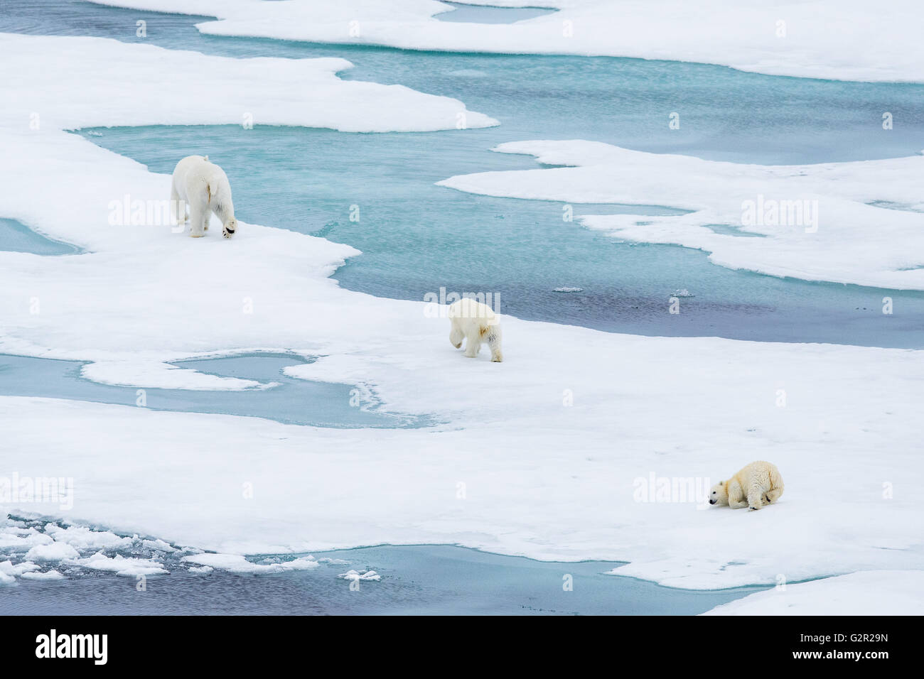 A polar bear mother and cubs Ursus arctos walking on melting sea ice in ...