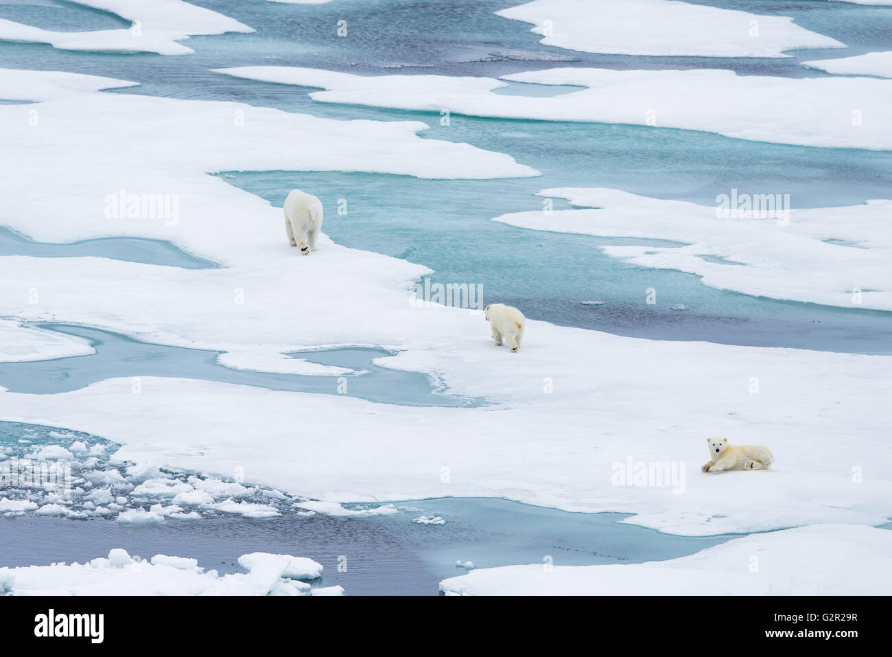 A polar bear mother and cubs Ursus arctos walking on melting sea ice in the Arctic Stock Photo