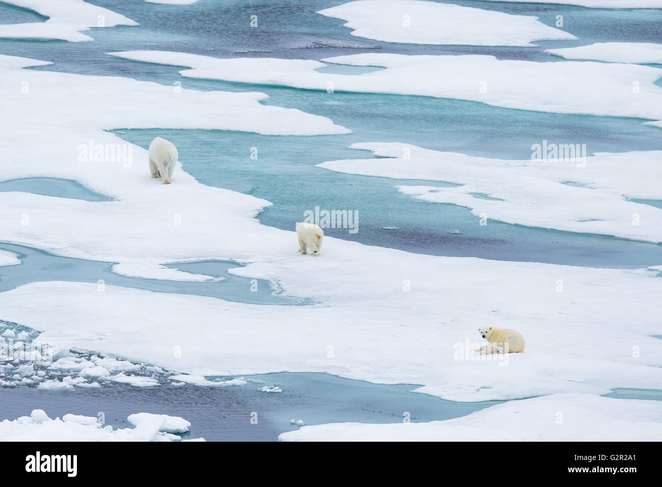 A polar bear mother and cubs Ursus arctos walking on melting sea ice in the Arctic Stock Photo