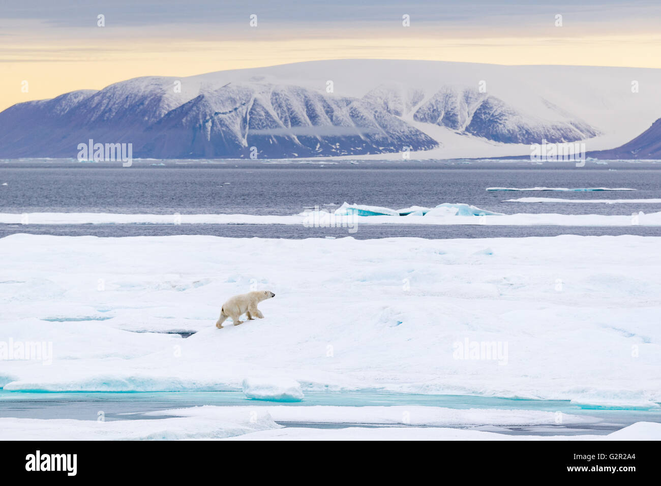 A male polar bear Ursus arctos walking on sea ice in the Canadian Arctic near Baffin Island Stock Photo