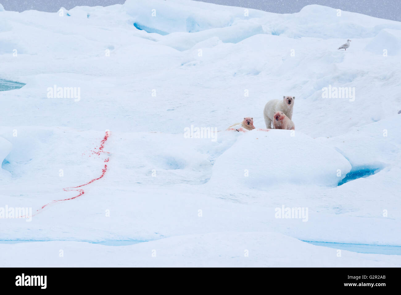 A polar bear Ursus arctos mother with cubs feeding on a fresh kill in the Arctic Stock Photo