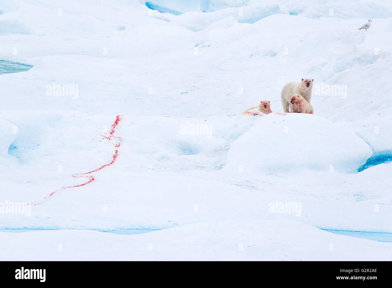 A polar bear Ursus arctos mother with cubs feeding on a fresh kill in the Arctic Stock Photo