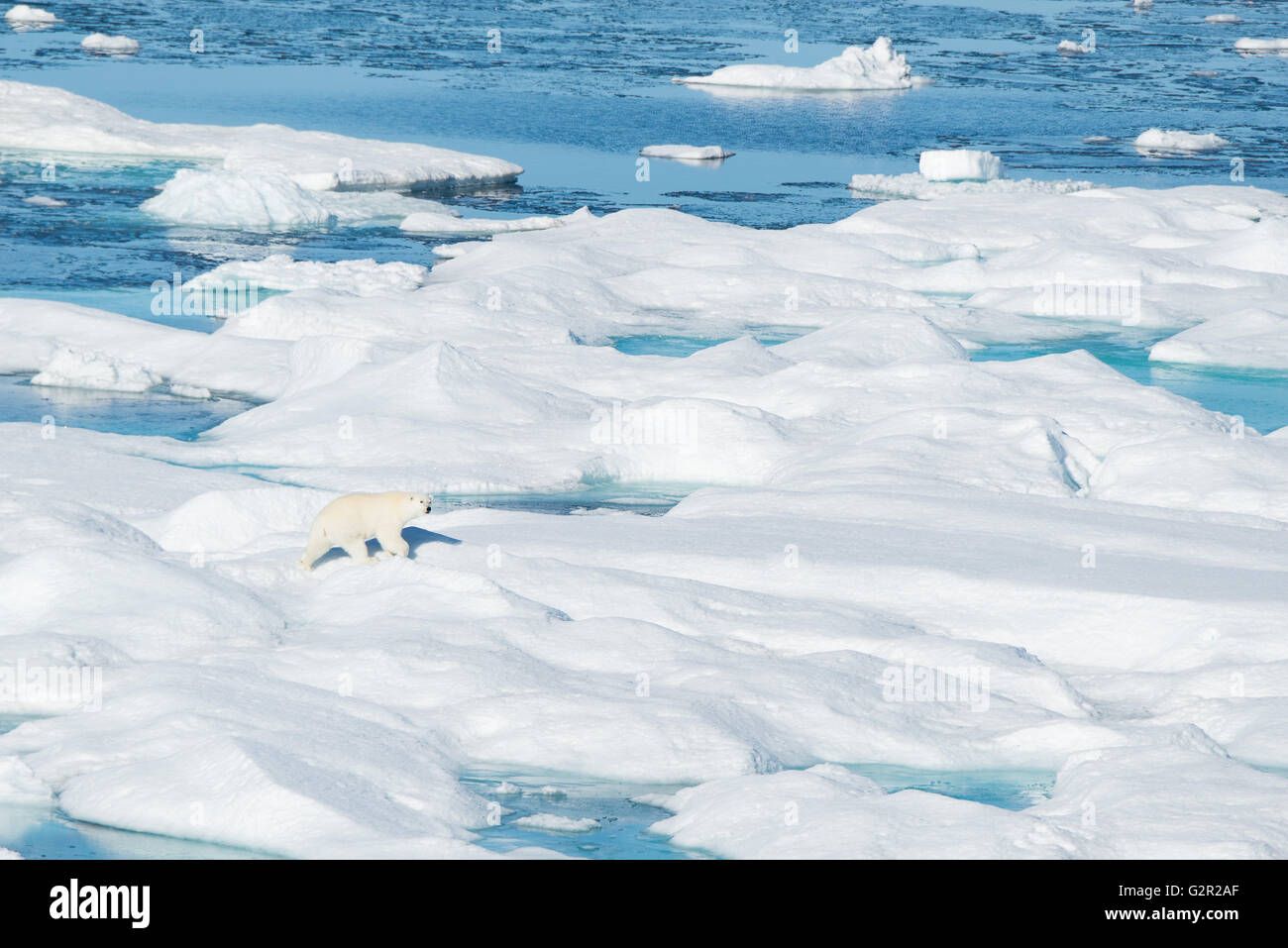 Polar bear melting iceberg hi-res stock photography and images - Alamy
