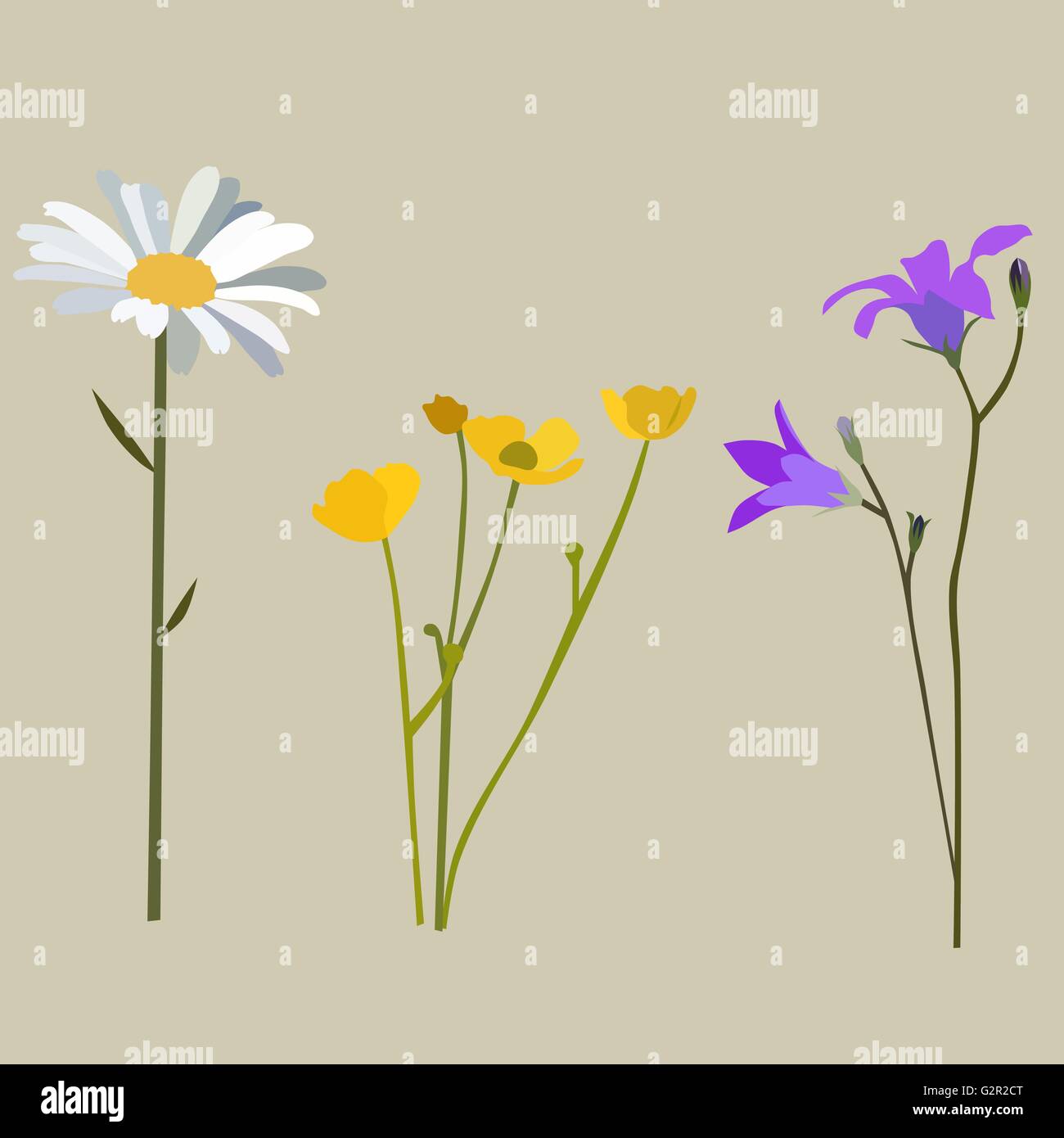 Buttercup flower vector vectors hi-res stock photography and images - Alamy