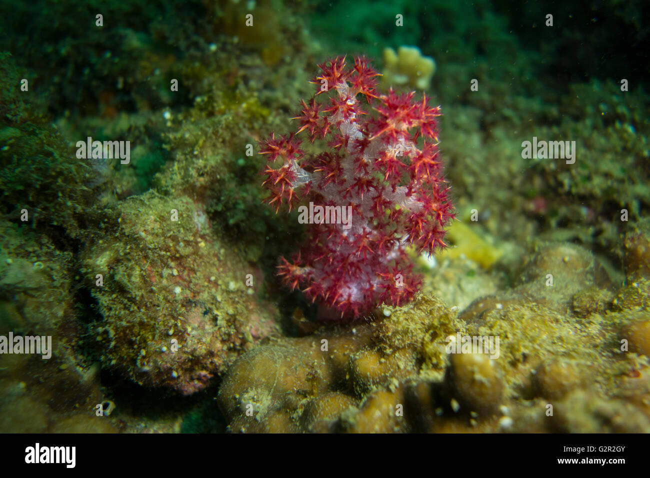 Magenta spiky soft coral, Dendronepthya sp. , from the South China Sea, Coral Triangle, Brunei. Stock Photo