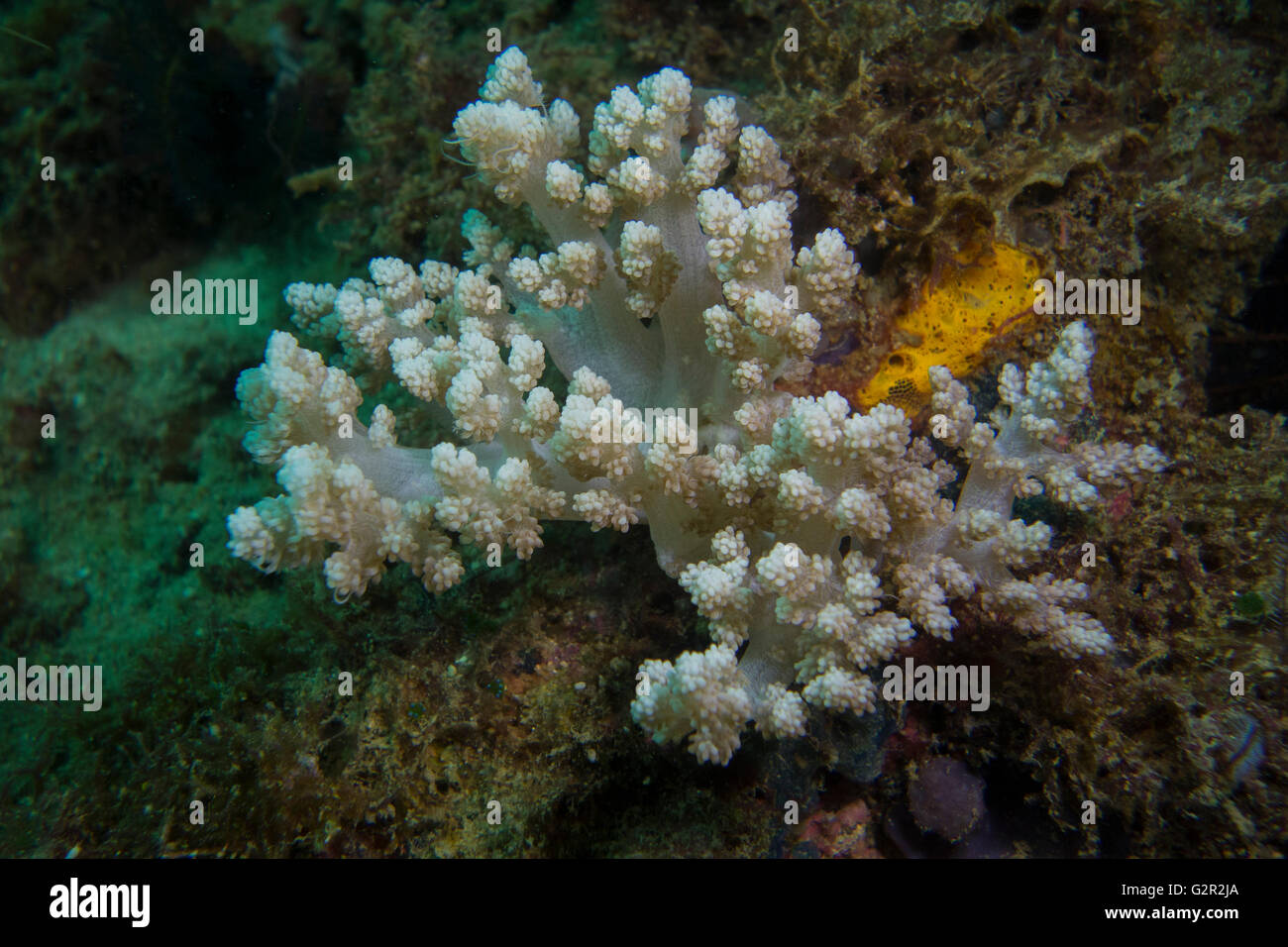 Soft coral, tropical coral reef, Brunei Darussalam. Stock Photo