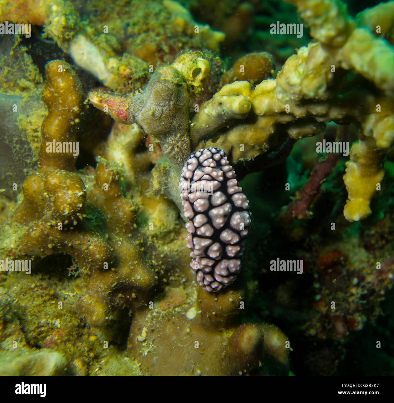 Nudibranch, Phyllidia sp. , from the South China Sea, Brunei. Stock Photo