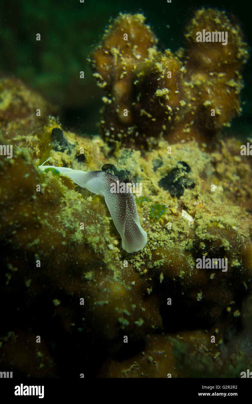 Lovely headshield slug, Chelidonura amoena, on a coral reef in the South China Sea, Coral Triangle, Brunei. Stock Photo