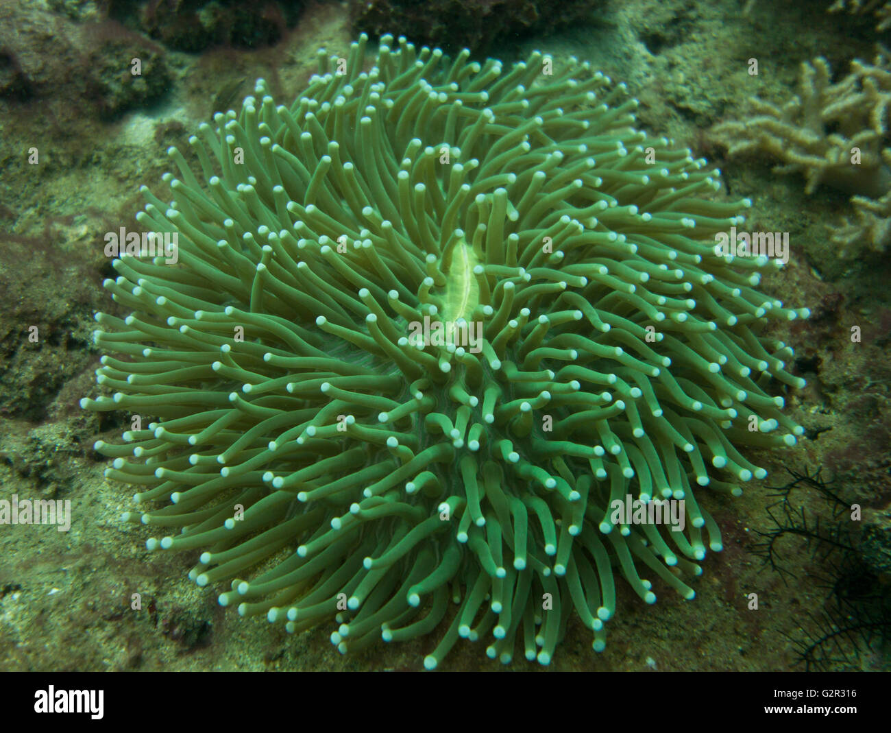 Mushroom coral, Heliofungia actiniformis, from the South China Sea, Coral Triangle, Brunei. Stock Photo