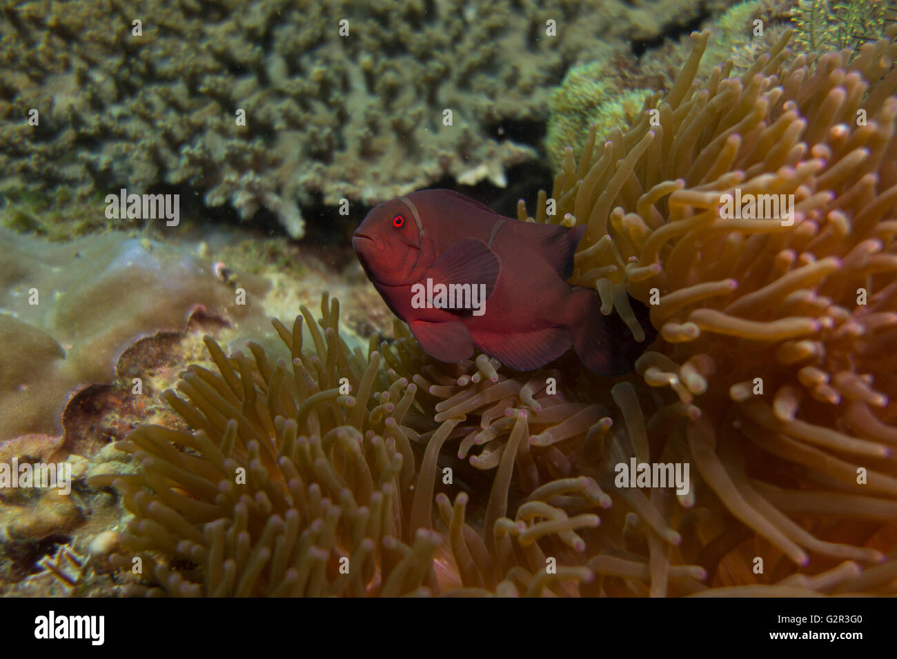 Anemonefish from the South China Sea, Coral Triangle, Brunei. Stock Photo
