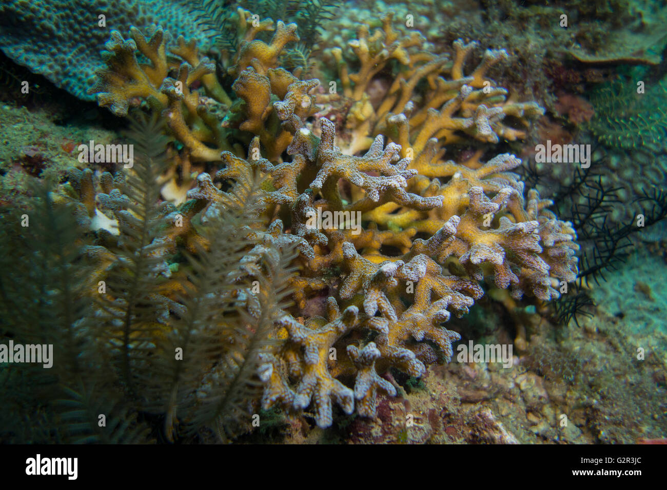 Stony coral form the coral triangle, Brunei Darussalam. Stock Photo