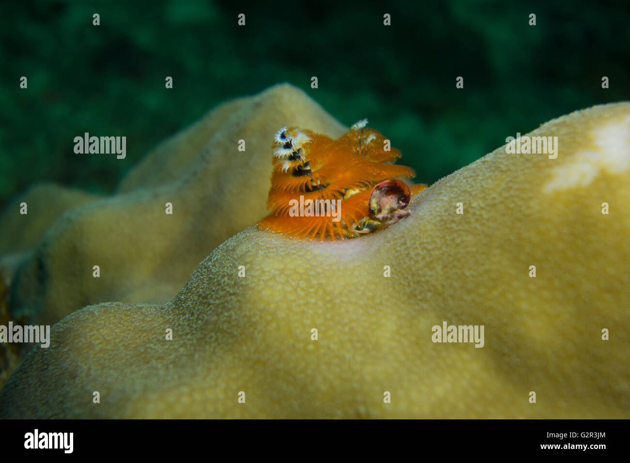 Christmas tree worm, Spirobranchus sp. , on a Porites (pore coral) in the South China Sea, Coral Triangle, Brunei. Stock Photo