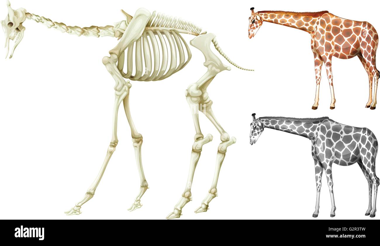 Giraffe and bone structure illustration Stock Vector Image & Art Alamy