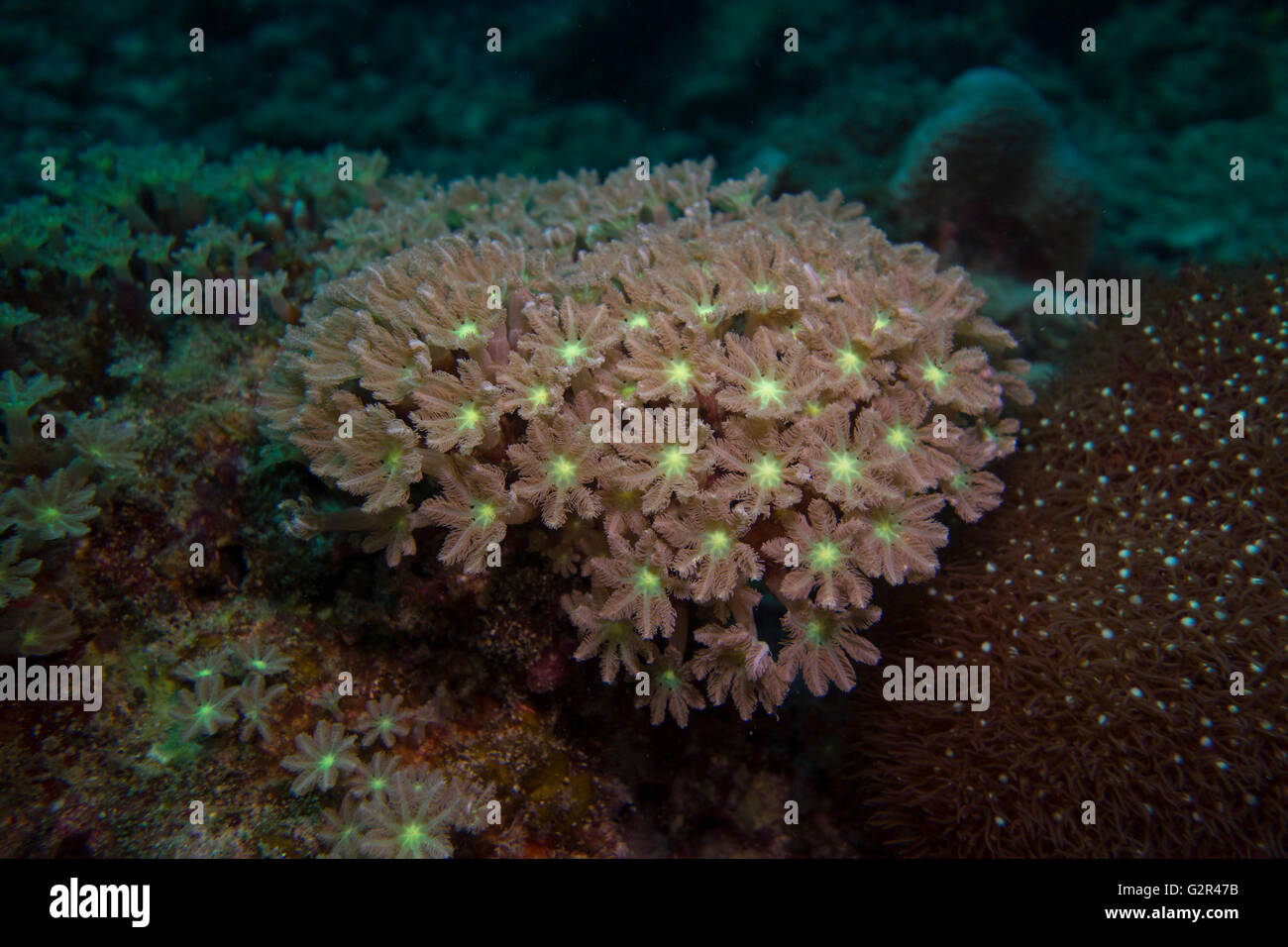 Soft coral, Xeniidae, from the South China Sea, Coral Triangle, Brunei. Stock Photo