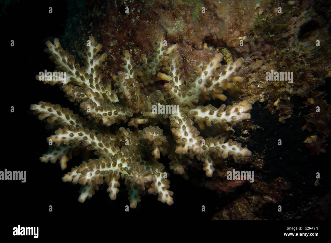 Stony coral, Acropora sp., from the coral reefs on Brunei. Stock Photo