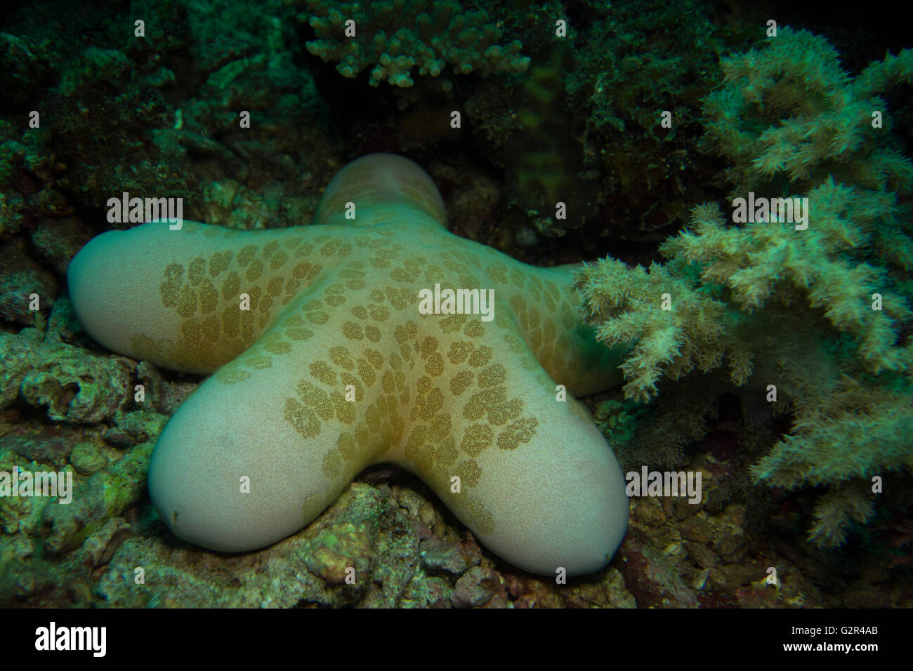 Granular sea star, Choriaster granulatus, starfish from the South China Sea, Coral Triangle, Brunei. Stock Photo