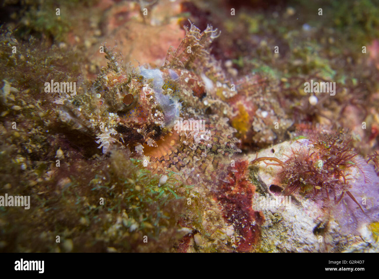 Scorpionfish, Scorpaenaopsis spec. , from the South China Sea, Coral Triangle, Brunei Darussalam. Stock Photo