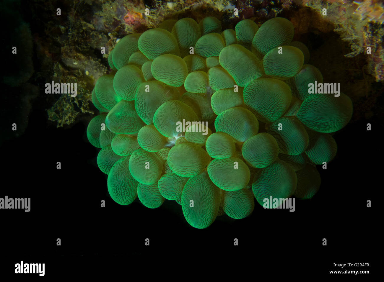 Bubble coral, Plerogyra sp., fromt he South China Sea, Coral Triangle, Brunei. Stock Photo