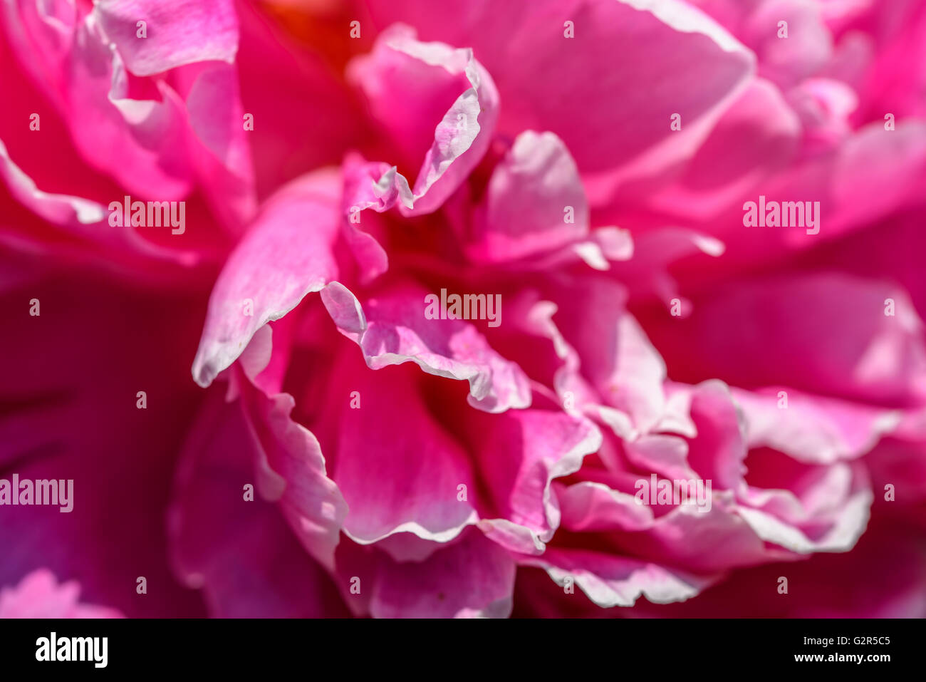 Pink Peony (Paeonia) Flower Stock Photo