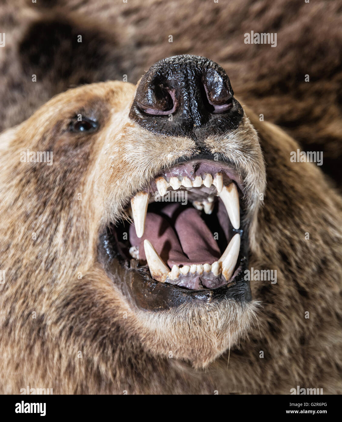 Real stuffed Brown bear - Ursus arctos arctos - exposed in natural history museum. Animal theme. Educational object. Stock Photo