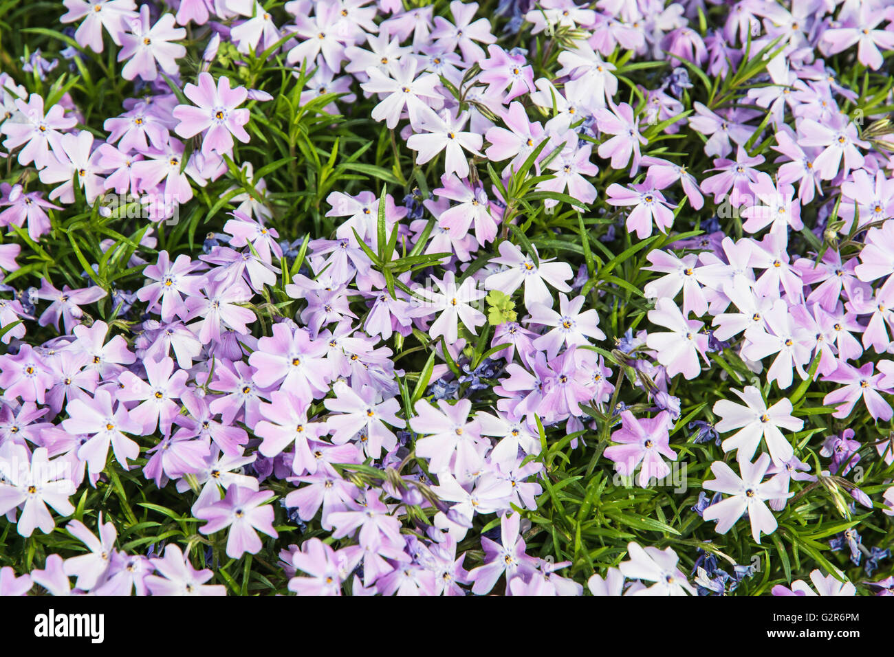 Background of Phlox subulata flowers - Creeping phlox or Moss phlox or Moss pink or Mountain phlox. Gardening theme. Natural bac Stock Photo